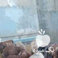 فروش گوسفند در مشهد در گروه گاو و گوسفند و میش و بز کهره گوساله سمینتال در یکمیوه