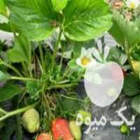 فروش نهال توت فرنگی در قائم شهر در گروه خرید فروش نشا - انواع گوجه برنج کاهو پیاز کاری فرنگی در یکمیوه