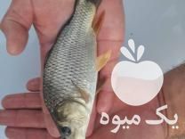فروش مستقیم و عمده بچه ماهی گرمابی و سردابی ارسال در مشهد در گروه انواع ماهی - سالمون شیر کپور قرمز شوریده سفید گوپی مرکب در یکمیوه -عکس1