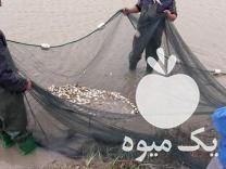 فروش بهترین بچه ماهی ارسال به تمام ایران در گرگان در گروه انواع ماهی - سالمون شیر کپور قرمز شوریده سفید گوپی مرکب در یکمیوه -عکس1