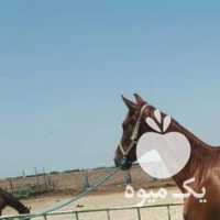 فروش اسب در کرج در گروه اسب و الاغ خر و فروش قاطر- ترکمن عربی سفید نر و ماده در یکمیوه