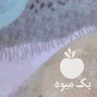 فروش سیب زمینی در کرمانشاه در گروه خرید فروش عمده سیب زمینی - زودرس دیررس آگریا اسپریت اردبیل همدان در یکمیوه