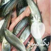 فروش بچه ماهی کپور آمور فیتوفاک بیگهد خاویار وغذای ماهی ارسال در همدان در گروه انواع ماهی - سالمون شیر کپور قرمز شوریده سفید گوپی مرکب در یکمیوه