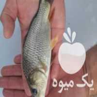 فروش مستقیم و عمده بچه ماهی گرمابی و سردابی ارسال در مشهد در گروه انواع ماهی - سالمون شیر کپور قرمز شوریده سفید گوپی مرکب در یکمیوه
