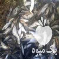 فروش بچه ماهی کپور آمور خاویار ماهی قرمز و فیتوفاک ارسال در ساوه در گروه انواع ماهی - سالمون شیر کپور قرمز شوریده سفید گوپی مرکب در یکمیوه