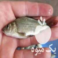 فروش بچه ماهی     در قزوین در گروه انواع ماهی - سالمون شیر کپور قرمز شوریده سفید گوپی مرکب در یکمیوه