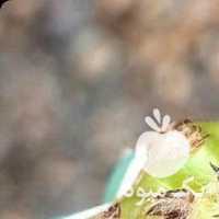 فروش کاکتوس ابلغ در تهران در گروه خرید فروش عمده گیاهان زینتی - گرمسیری آپارتمانی باغچه آب در یکمیوه