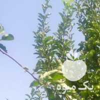 فروش سیب جهت آبگیری در ارومیه در گروه میوه های خشک - پرتقال سیب حبه ورق صنعتی خانگی در یکمیوه