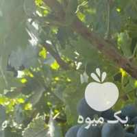 فروش انگور شانی در همدان در گروه خرید فروش عمده انگور - یاقوتی شانی عسگری بی دانه قرمز در یکمیوه