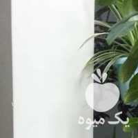 فروش گل فردوس ،  گل گندمی ،  گل خوشبو ،  آلویرا ،  کاکتوس در قزوین در گروه خرید فروش عمده گیاهان زینتی - گرمسیری آپارتمانی باغچه آب در یکمیوه