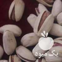 فروش پسته رفسنجان در تهران در گروه پسته - کوهی شامی خام اکبری تازه کله قوچی در یکمیوه