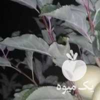 فروش سیب تازه چیده شده ،  با ماندگاری و کفیت در مراغه در گروه خرید فروش عمده سیب - زرد و قرمز گلاب پاییزه در یکمیوه