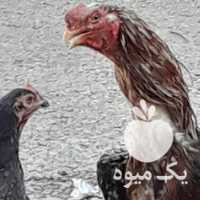 فروش مرغ و خروس لاری در تهران در گروه مرغ و خروس و بوقلمون و اردک قو قاز در یکمیوه