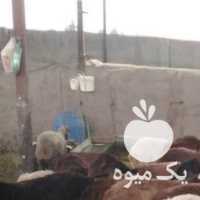 فروش گوسفند پرواری زنده با نژاد قزل افشار در تهران در گروه گاو و گوسفند و میش و بز کهره گوساله سمینتال در یکمیوه