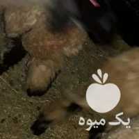 فروش گوسفند شیک در اردبیل در گروه گاو و گوسفند و میش و بز کهره گوساله سمینتال در یکمیوه