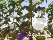 فروش تولید و توزیع و مشاوره نهال پالونیا هیبرید اصلاح شده طب جو در کشاورز در گروه خرید فروش نهال - انواع گردو پسته بادام سلطانی انگور در یکمیوه -عکس1