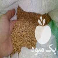 فروش بذر گندم   خوراک دام در دزفول در گروه خوراک دام و طیور - پرواری شیری علوفه یونجه در یکمیوه
