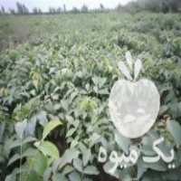 فروش نهال گردو سوزنی برای پیوند در دلند در گروه خرید فروش نهال - انواع گردو پسته بادام سلطانی انگور در یکمیوه