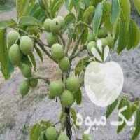 فروش نهال  خانی در میاندوآب در گروه خرید فروش نهال - انواع گردو پسته بادام سلطانی انگور در یکمیوه