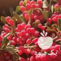 فروش زرشک قائنات تازه دانه درشت و انار دانه قرمز در مشهد در گروه خرید فروش عمده ازگیل و تمشک و زرشک - ژاپنی فروش مستقیم در یکمیوه