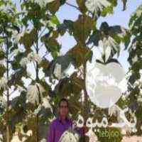 فروش تولید و توزیع و مشاوره نهال پالونیا هیبرید اصلاح شده طب جو در کشاورز در گروه خرید فروش نهال - انواع گردو پسته بادام سلطانی انگور در یکمیوه