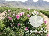 فروش نهال گل محمدی دیم بهترین نوع باعطر عالی در داراب در فارس در گروه خرید فروش نهال - انواع گردو پسته بادام سلطانی انگور در یکمیوه -عکس1