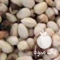 خریدار پسته پوک و گو در رفسنجان در گروه پسته - کوهی شامی خام اکبری تازه کله قوچی در یکمیوه