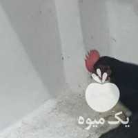 فروش مرغ و خروس مینیاتوری در تهران در گروه مرغ و خروس و بوقلمون و اردک قو قاز در یکمیوه