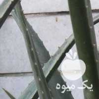 فروش گیاه آلوورا بزرگ با برگ های بزرگ در شیراز در گروه خرید فروش عمده گیاهان زینتی - گرمسیری آپارتمانی باغچه آب در یکمیوه