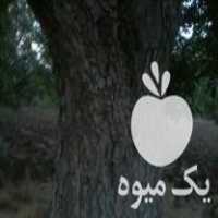 خرید عنواع چوب اماده ویا سر پا۔ ۔ در مهاباد در گروه خرید فروش عمده چوب- زغال چوب گردو تبریزی خام در یکمیوه