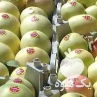 فروش اجاره کردن باغچه سیب در ارومیه در گروه خرید فروش عمده سیب - زرد و قرمز گلاب پاییزه در یکمیوه