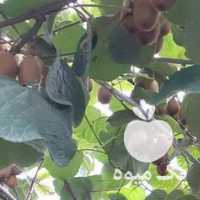 کیوی برای فروش در کرج در گروه خرید فروش عمده کیوی - صادراتی مازندران تنکابن تالش در یکمیوه