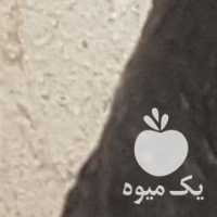 فروش جیور مینیاتوری در تهران در گروه مرغ و خروس و بوقلمون و اردک قو قاز در یکمیوه