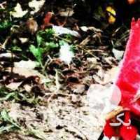 حیوانات خانگی شما را خریدارم در تهران در گروه حیوانات خانگی - خرید و فروش در یکمیوه