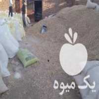 فروش پوست پسته 20 تن خرده و عمده در کاشمر در گروه پسته - کوهی شامی خام اکبری تازه کله قوچی در یکمیوه