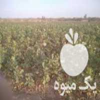 فروش نهال پسته گلبری درجه یک در رفسنجان در گروه خرید فروش نهال - انواع گردو پسته بادام سلطانی انگور در یکمیوه