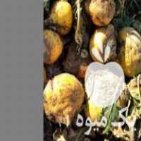 فروش چغندر دامی در یزد در گروه خرید فروش عمده چغندر - قند لبویی قرمز سفید در یکمیوه