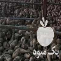 فروش فوری چغندر قند دامی در آبیک در گروه خرید فروش عمده چغندر - قند لبویی قرمز سفید در یکمیوه