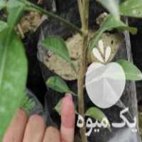 فروش نهال پیوندی نارنج در آمل در گروه خرید فروش نهال - انواع گردو پسته بادام سلطانی انگور در یکمیوه