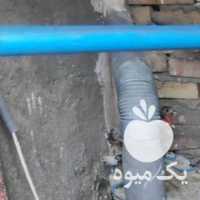 فروش مرغ و خروس سیبرایت مینیاتوری تزئینی کوشین سوماترا در تهران در گروه مرغ و خروس و بوقلمون و اردک قو قاز در یکمیوه