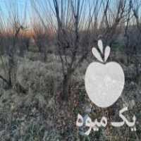 فروش درخت مثمر 5 و 10 و 12 ساله در سنقر در گروه خرید فروش عمده زردآلو - شاهرودی بادامی شکرپاره نصیری در یکمیوه