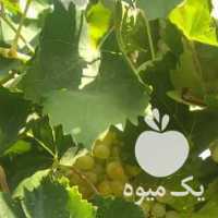 فروش انگور بی دانه در قزوین در گروه خرید فروش عمده انگور - یاقوتی شانی عسگری بی دانه قرمز در یکمیوه