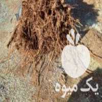 فروش نهال یا قلمه انگور سیاه ریشه دار در مریوان در گروه خرید فروش نهال - انواع گردو پسته بادام سلطانی انگور در یکمیوه