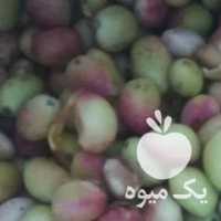 فروش پسته تازه اکبری پر مغز در قم در گروه پسته - کوهی شامی خام اکبری تازه کله قوچی در یکمیوه