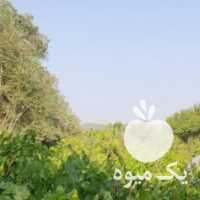 فروش انگورملایر در همدان در گروه خرید فروش عمده انگور - یاقوتی شانی عسگری بی دانه قرمز در یکمیوه