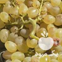 فروش انگور عسگری در همدان در گروه خرید فروش عمده انگور - یاقوتی شانی عسگری بی دانه قرمز در یکمیوه