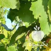 فروش انگور بی دانه ترد قوچان در تهران در گروه خرید فروش عمده انگور - یاقوتی شانی عسگری بی دانه قرمز در یکمیوه