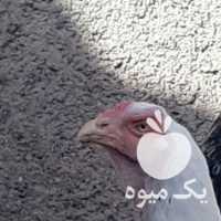 فروش مرغ وخروس در تهران در گروه مرغ و خروس و بوقلمون و اردک قو قاز در یکمیوه