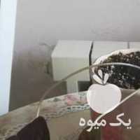 فروش گل ایرسین  ،  اگزالیس  ،  الوورا بنفشه افریقایی و  در تهران در گروه خرید فروش عمده گیاهان زینتی - گرمسیری آپارتمانی باغچه آب در یکمیوه