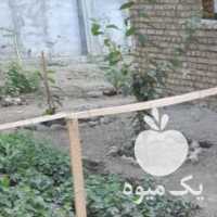 فروش مرغ و خروس محلی در ارومیه در گروه مرغ و خروس و بوقلمون و اردک قو قاز در یکمیوه